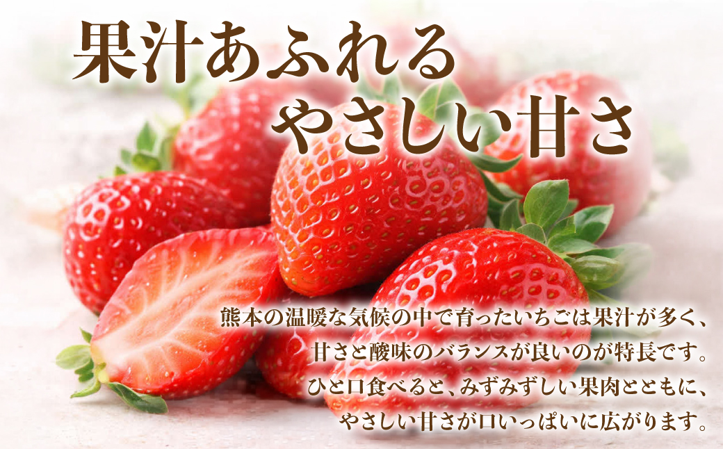 【先行予約】 いちご 約2kg（約250g×8パック） イチゴ 苺 果物 くだもの フルーツ 旬 ジャム スムージー スイーツ 熊本県 八代市 【2027年1月上旬より順次発送】