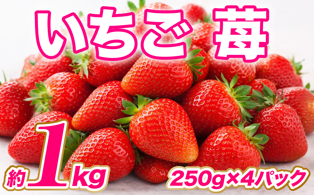 【先行予約】 いちご 約1kg（約250g×4パック） イチゴ 苺 果物 くだもの フルーツ 旬 ジャム スムージー スイーツ 熊本県 八代市 【2027年1月上旬より順次発送】