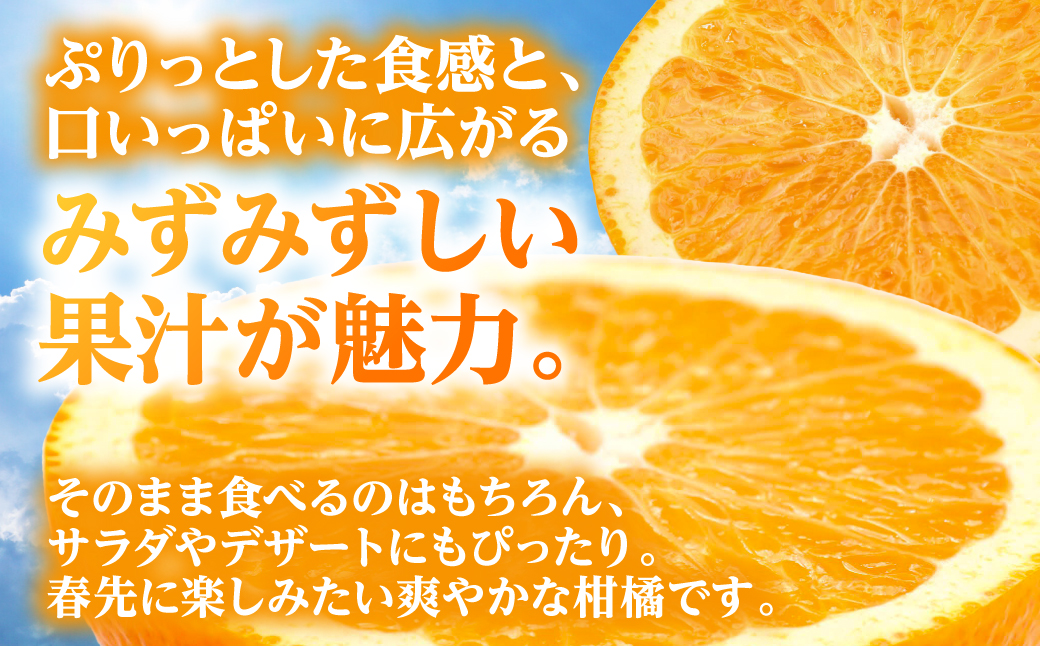 【先行予約】 【訳あり】 紅八朔 約4kg 八朔 はっさく ハッサク 柑橘 果物 くだもの フルーツ 熊本県 八代市 【2027年1月下旬より順次発送】