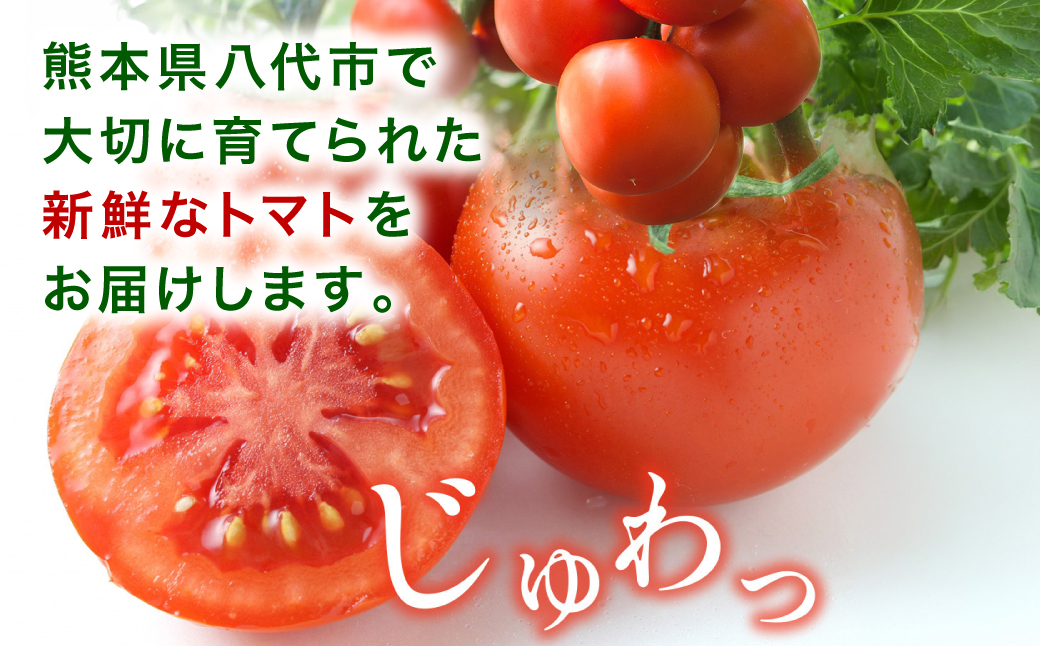 【先行予約】 熊本県八代市産 トマト 約4kg (20玉または24玉) とまと 野菜 やさい サラダ 旬 旬の野菜 新鮮 新鮮な野菜 熊本県 八代市 【2027年1月上旬より順次発送】