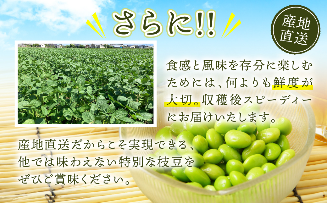 【先行予約】 熊本県八代市産 枝豆 1.5kg えだまめ エダマメ 茶豆 産地直送 おつまみ 野菜 お弁当 豆 まめ 旬 熊本県 八代市 【2026年7月上旬より順次発送】