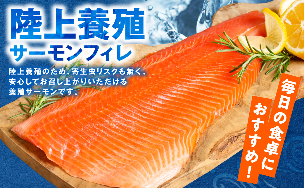 八代 教室育ちサーモン フィレ800g以上 サーモン 刺身 鮭 生食 魚 冷凍 海鮮 さけ サケ シャケ 熊本県 八代市