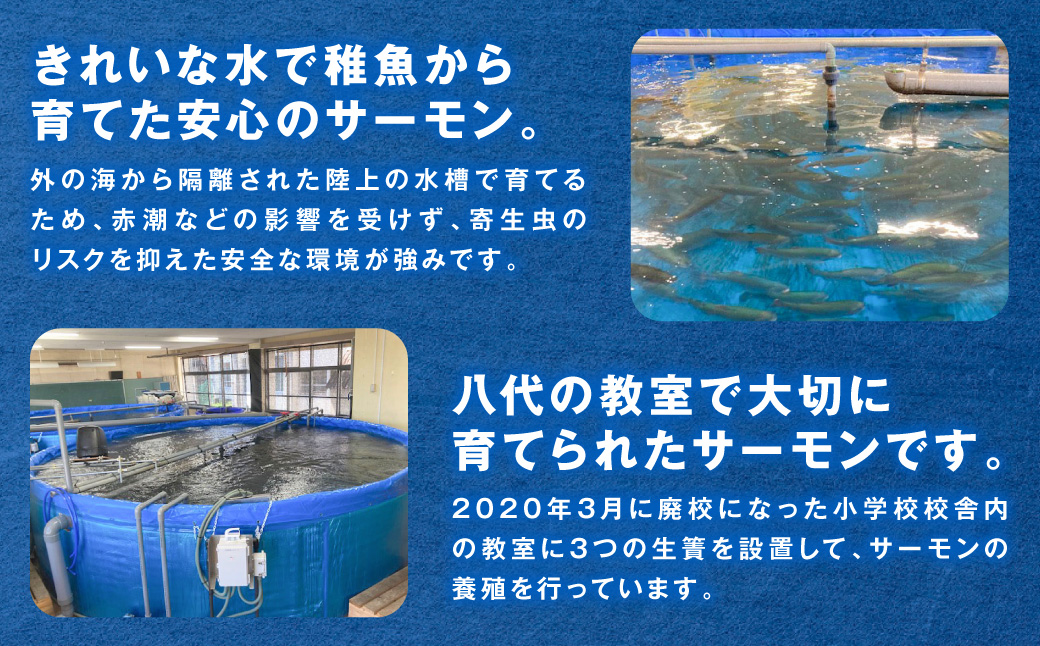 八代 教室育ちサーモン フィレ800g以上 サーモン 刺身 鮭 生食 魚 冷凍 海鮮 さけ サケ シャケ 熊本県 八代市