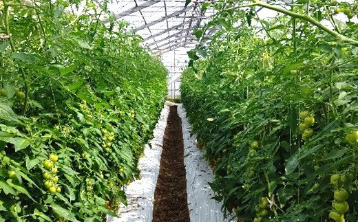 【2021年11月上旬より順次発送】糖蜜還元農法で作った 熊本県 八代産 房付 トマト 計約2kg（250g×8P）