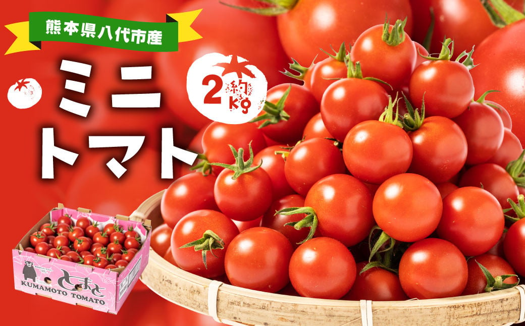 熊本県八代市産 ミニトマト 2kg 野菜|JALふるさと納税|JALのマイルが ...