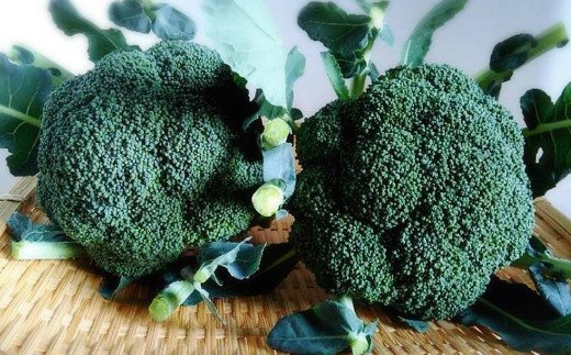 熊本県 八代産 ブロッコリー 12本入 新鮮 野菜