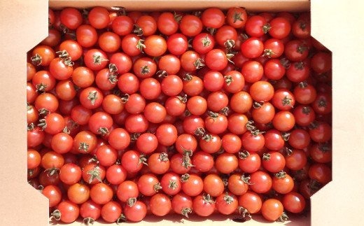 八代市産 松永農園の ミニトマト 3kg