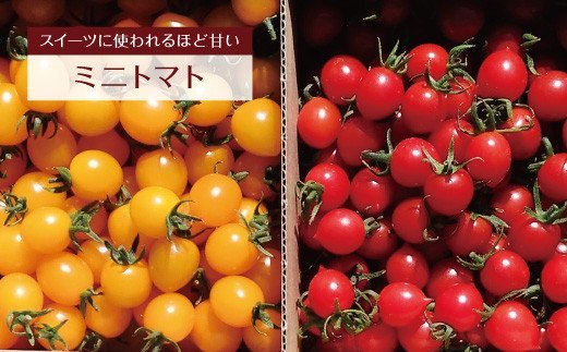 八代市産 宮島農園 トマト 4種 セット 計3kg とまと