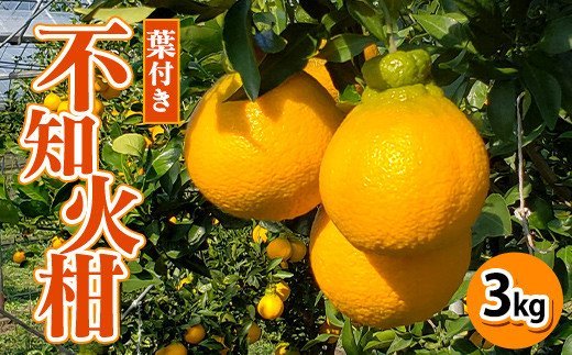 【先行予約】熊本県産 葉付き不知火柑 3㎏ 果物 柑橘 しらぬい