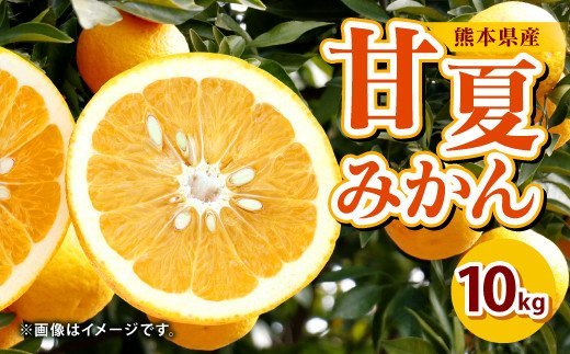 【先行予約】熊本県産 甘夏みかん 10㎏ 果物 柑橘 甘夏 あまなつ
