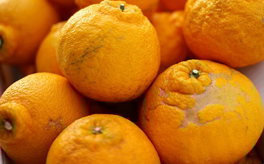 パクパクデコ 5kg バラ詰め 訳あり（B品） 不知火【2026年2月下旬-6月下旬発送】