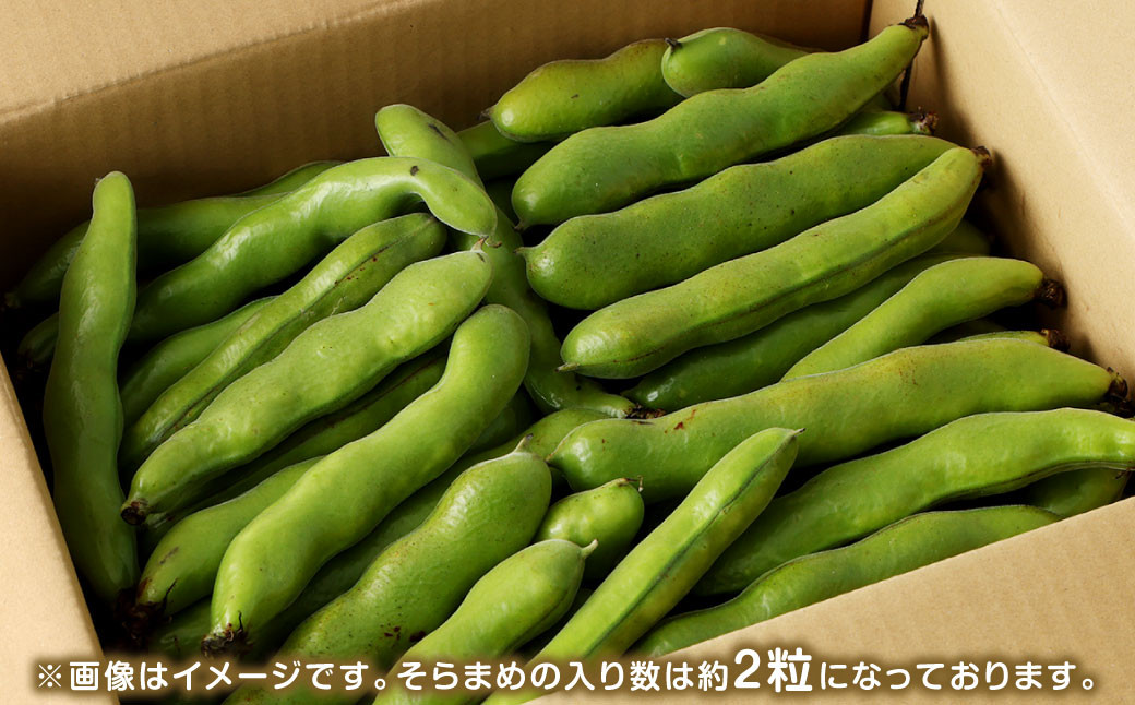 熊本県産 そらまめ 約4kg（2粒） 野菜 豆類 そら豆 【2026年4月上旬-4月下旬迄発送予定】
