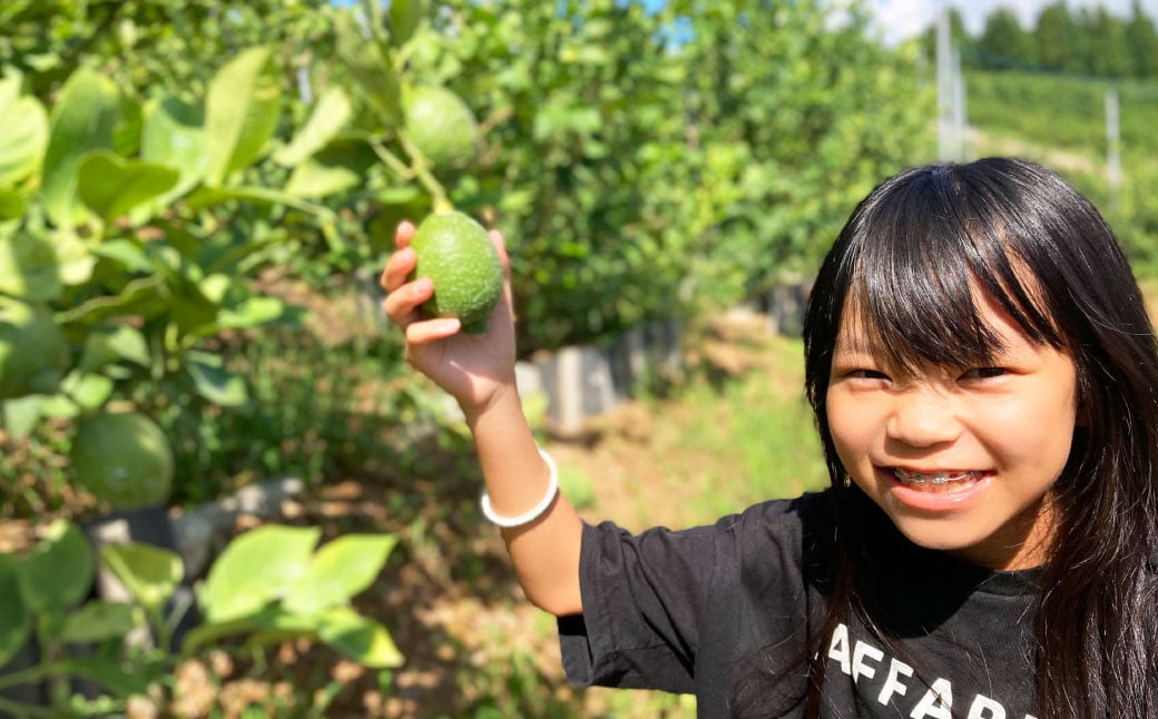 グリーンレモン 訳あり 約1.5kg 防腐剤・ワックス不使用 国産 柑橘 果物 フルーツ【2024年9月上旬-2024年10月下旬発送予定】