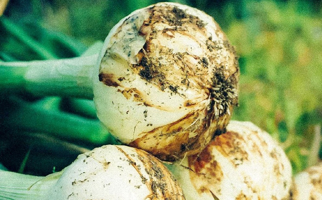 ひとさじでおうちごはんを整える発酵調味料・玉ねぎ麹 （1個） 玉ねぎ 麹 熊本県 水俣市