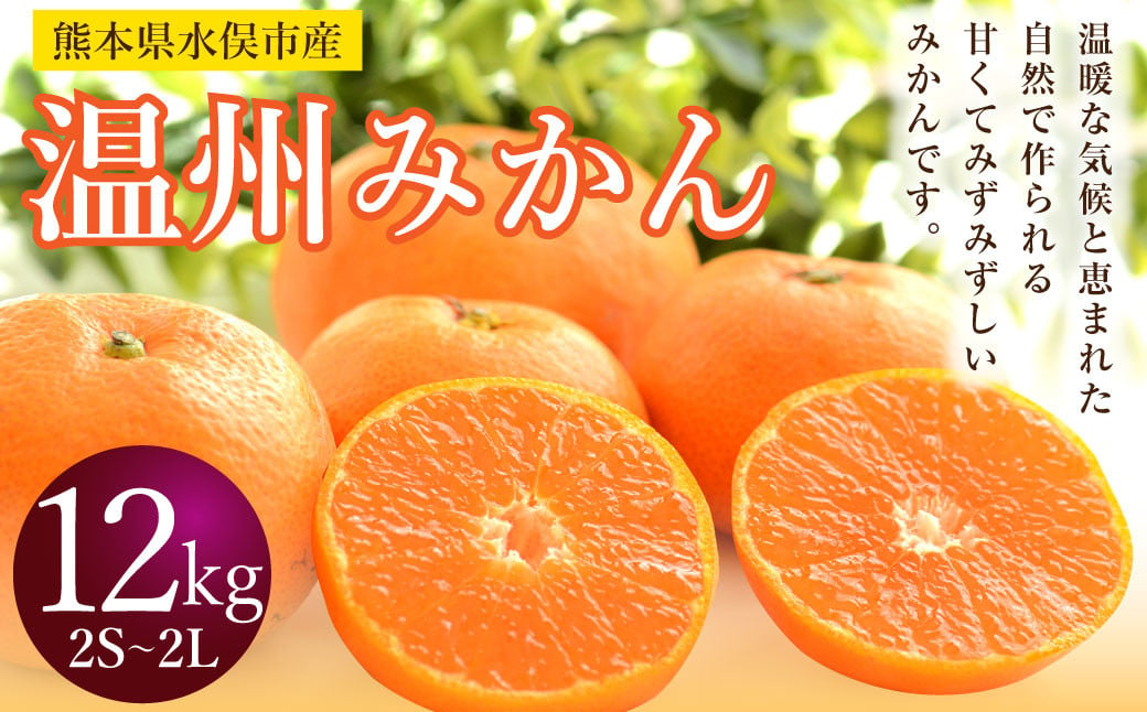 温州みかん 約12kg 2S～2L みかん 果物 くだもの フルーツ 柑橘 【2024年12月上旬までに発送予定】