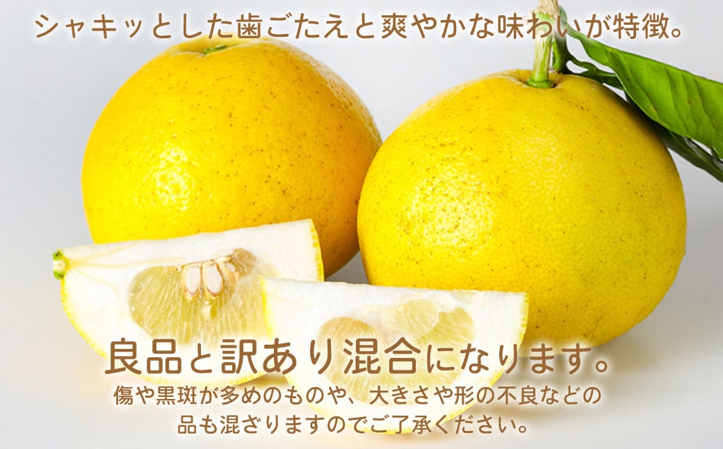 環境マイスターのパール柑 良品・訳あり混合 4kg （栽培期間中は無肥料・農薬不使用） 【2026年2月上旬〜4月上旬迄順次発送予定】