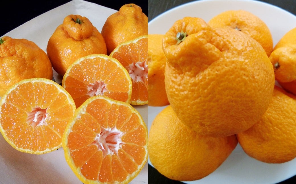 不知火（デコポン同品種）6～13玉 約3㎏ 【2026年2月上旬～4月上旬迄発送予定】 みかん 不知火 フルーツ 果物 詰合せ 贈答品 常温 熊本県 水俣市