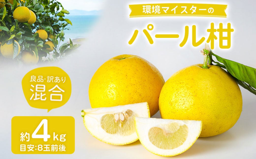  環境マイスターのパール柑 良品・訳あり混合 4kg （栽培期間中は無肥料・無農薬）【2025年2月上旬‐4月上旬迄順次発送予定】