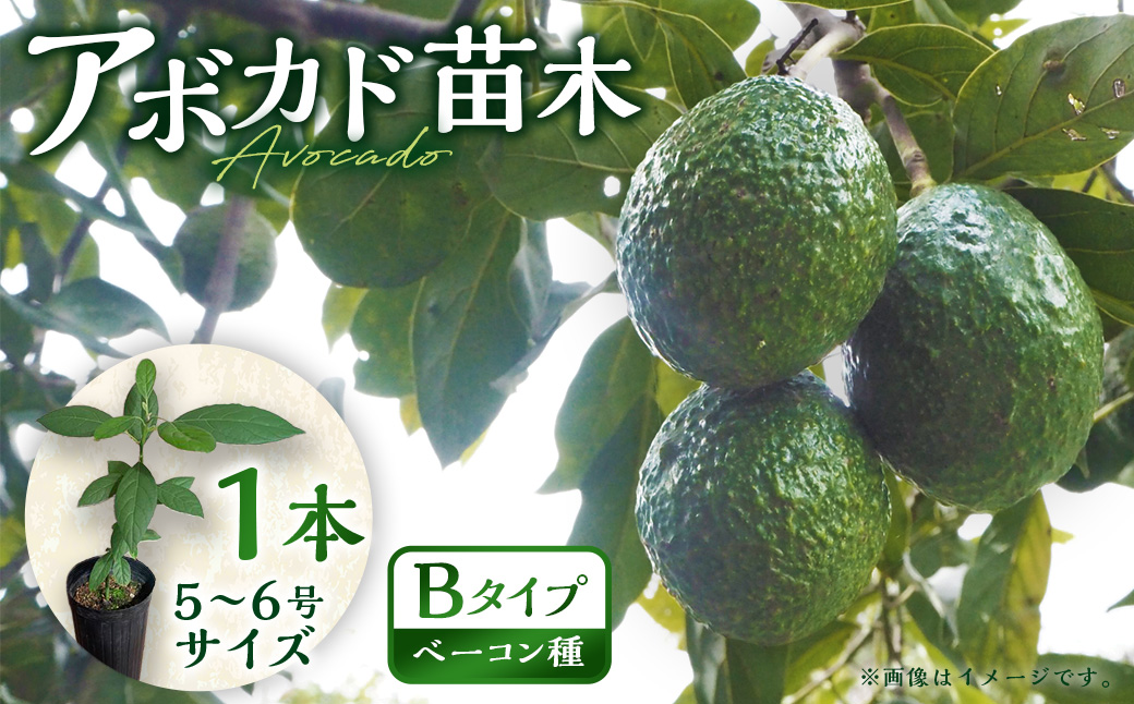 【数量限定】アボカド 苗木 Bタイプ (台木/接ぎ木：ベーコン種) 1本 5号～6号 鉢下から約30cm 観葉植物 水俣産 熊本県産 グリーン 観葉 植物 アボカド ギフト 贈り物 御歳暮 お歳暮 特産品 熊本特産品 水俣特産品 【2025年5月下旬より順次発送開始】