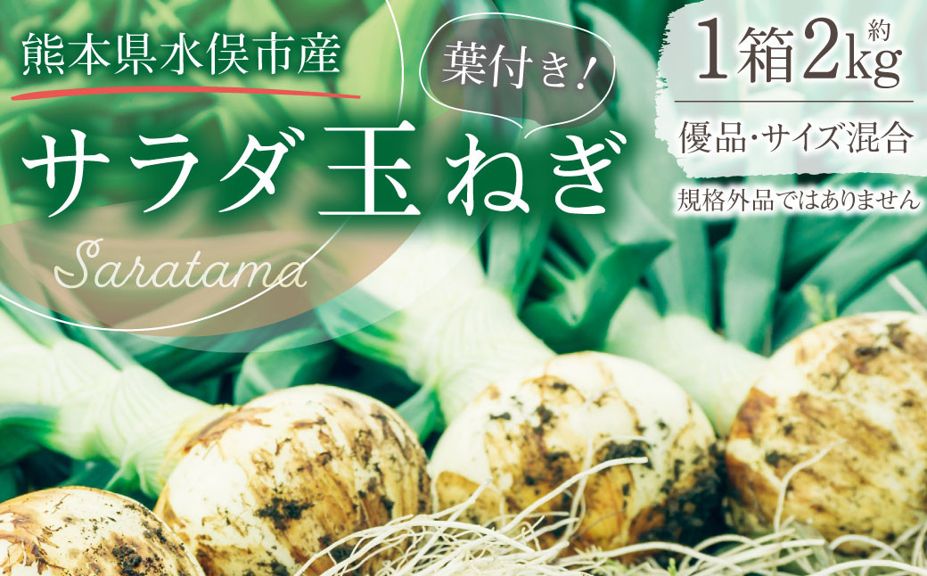 1年に1度だけ!葉付きで味わうサラダ玉ねぎ 約2kg 優品 サイズ混合 ＜栽培期間中農薬不使用/熊本県水俣市産/耕人舎＞ 玉葱 玉ねぎ 新玉ねぎ 春 野菜  九州 熊本県 水俣市産 耕人舎【2026年1月下旬-2月下旬発送予定】