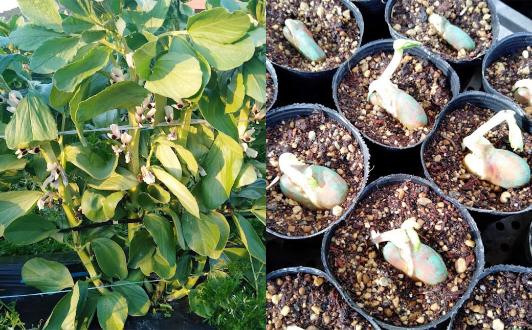 熊本県産 そらまめ 約4kg（2粒） 野菜 豆類 そら豆 【2026年4月上旬-4月下旬迄発送予定】