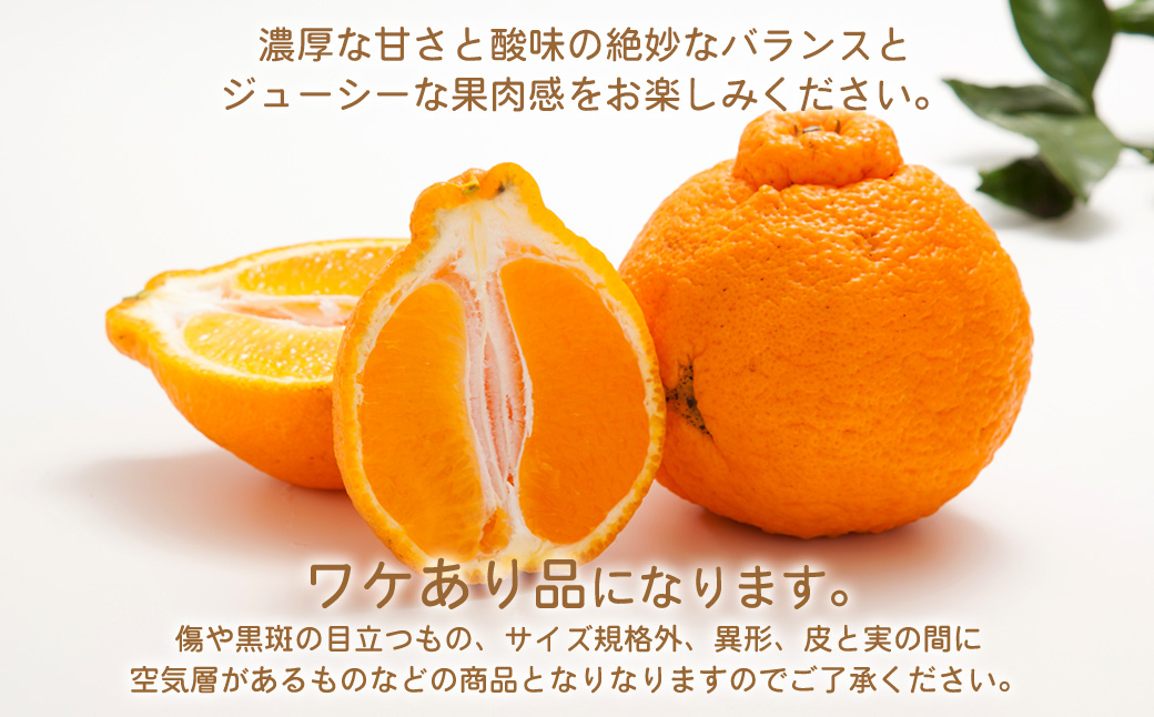 環境マイスターの不知火 訳あり 4kg（栽培期間中は無肥料・低農薬） くだもの 果物 フルーツ 不知火 しらぬい みかん 柑橘 【2026年2月上旬〜5月上旬迄順次発送予定】