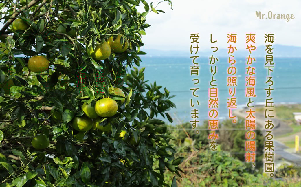 環境マイスターのパール柑 良品・訳あり混合 4kg （栽培期間中は無肥料・農薬不使用） 【2026年2月上旬〜4月上旬迄順次発送予定】