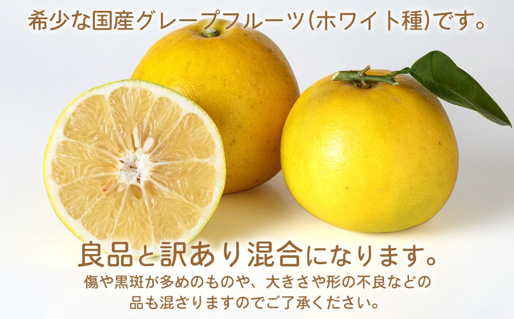 環境マイスターのグレープフルーツ 良品・訳あり混合 4kg （栽培期間中は無肥料・農薬不使用） 【2026年3月下旬〜5月下旬迄順次発送予定】