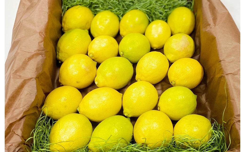 ç°å¢ãã€ã¹ã¿ãŒã®ã¬ã¢ã³ 2kgïŒç¡è¥æïŒæ œå¹æéäžèŸ²è¬ãæžãããŠæ œå¹ïŒã2025幎11æäžæ¬ïœ2026幎4æäžæ¬çºéäºå®ãã¬ã¢ã³ 檞檬 ããã æç© ãã ãã® ãã«ãŒã ãã¿ãã³ é
žå³ ææ± æå® ææ© ã¬ã¢ããŒã ã¬ã¢ã³ãµã¯ãŒ åœç£ çæ¬çç£ æ°Žä¿£åžç£