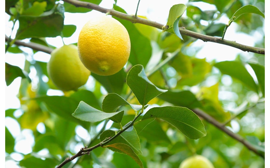 ç°å¢ãã€ã¹ã¿ãŒã®ã¬ã¢ã³ 2kgïŒç¡è¥æïŒæ œå¹æéäžèŸ²è¬ãæžãããŠæ œå¹ïŒã2025幎11æäžæ¬ïœ2026幎4æäžæ¬çºéäºå®ãã¬ã¢ã³ 檞檬 ããã æç© ãã ãã® ãã«ãŒã ãã¿ãã³ é
žå³ ææ± æå® ææ© ã¬ã¢ããŒã ã¬ã¢ã³ãµã¯ãŒ åœç£ çæ¬çç£ æ°Žä¿£åžç£