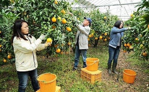 環境マイスターの不知火 良品2.5kg （栽培期間中は無肥料・低農薬） 果物 くだもの フルーツ 不知火 しらぬい 柑橘 みかん 【2026年1月上旬〜4月下旬迄順次発送予定】