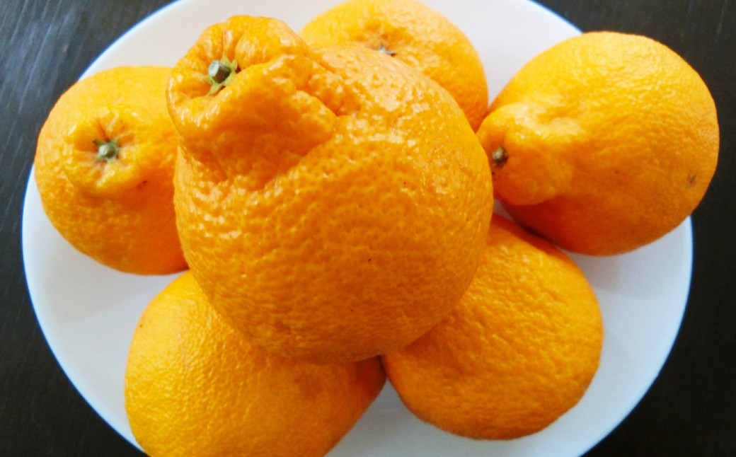 äžç¥ç«ïŒãã³ãã³ååçš®ïŒçŽ10kg æç© ãã«ãŒã åœç£ çæ¬ç æ°Žä¿£åž ã2026幎2æäžæ¬ïœ4æäžæ¬è¿çºéäºå®ã