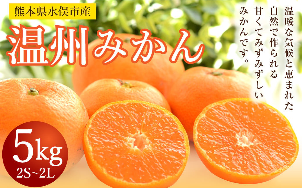 温州みかん 約5kg 2S～2L ミカン 柑橘 果物 フルーツ【2024年11月上旬～12月上旬発送予定】