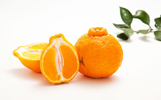 【訳あり】環境マイスターの不知火 10kg （栽培期間中は無肥料・低農薬） 果物 くだもの フルーツ 不知火 しらぬい 柑橘 みかん 【2026年2月上旬〜5月上旬迄順次発送予定】