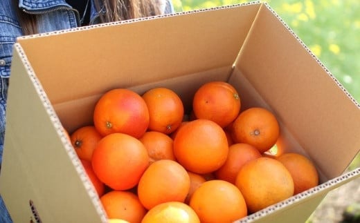 å€çŒããã©ãããªã¬ã³ãž èš³ãã 5kg æç© ãã ãã® ãã«ãŒã ææ©ã2026幎2æäžæ¬-6æäžæ¬çºéã