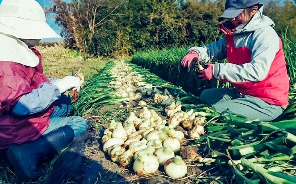 葉付き！サラダ玉ねぎ 2kg （優品・サイズ混合）＜栽培期間中は無農薬・無化学肥料栽培／熊本県水俣市産／耕人舎＞玉ねぎ タマネギ 野菜 サラダ【2025年2月下旬より発送開始】