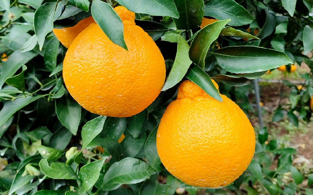 【訳あり】 ご家庭用 濃厚不知火 10～20玉 （ 約4kg ） デコポン みかん 柑橘 果物 フルーツ 熊本 【2026年2月下旬～3月上旬迄発送予定】