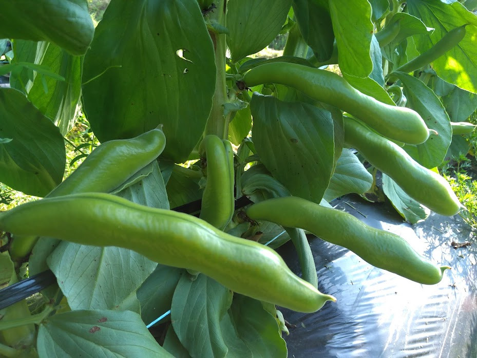  熊本県産 そらまめ 約4kg 3粒以上 80本前後 野菜 豆類 そら豆 【2025年4月上旬‐4月下旬迄発送予定】