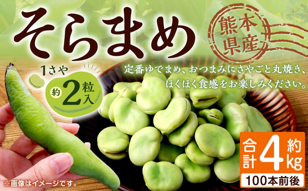 熊本県産 そらまめ 約4kg（2粒） 野菜 豆類 そら豆 【2025年4月上旬-4月下旬迄発送予定】