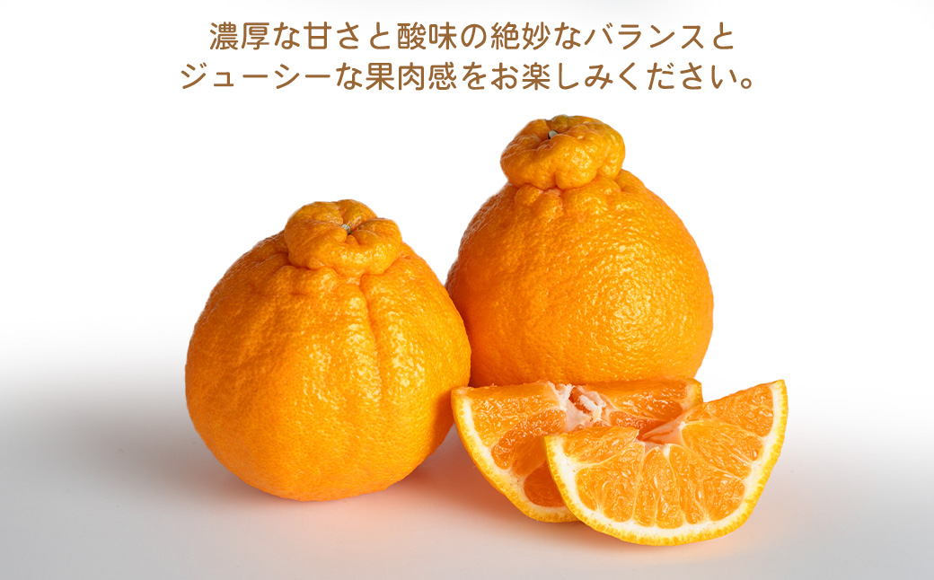 環境マイスターの不知火 良品 10kg （栽培期間中は無肥料・低農薬） 果物 くだもの フルーツ 不知火 しらぬい 柑橘 みかん 【2026年1月上旬〜4月下旬迄順次発送予定】