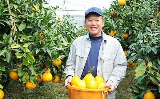 環境マイスターの不知火 良品2.5kg （栽培期間中は無肥料・低農薬） 果物 くだもの フルーツ 不知火 しらぬい 柑橘 みかん 【2026年1月上旬〜4月下旬迄順次発送予定】