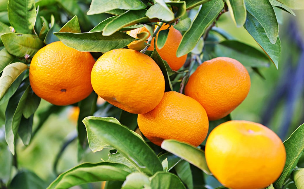 æž©å·ã¿ãã çŽ10kg 2Sã2Lãµã€ãº æž©å· ã¿ãã ãã«ã³ èæ æç© ãã«ãŒã å£ç¯ æ¬ åœç£ ä¹å· çæ¬ç æ°Žä¿£åž ã2026幎11æäžæ¬-2027幎2æäžæ¬è¿çºéäºå®ã