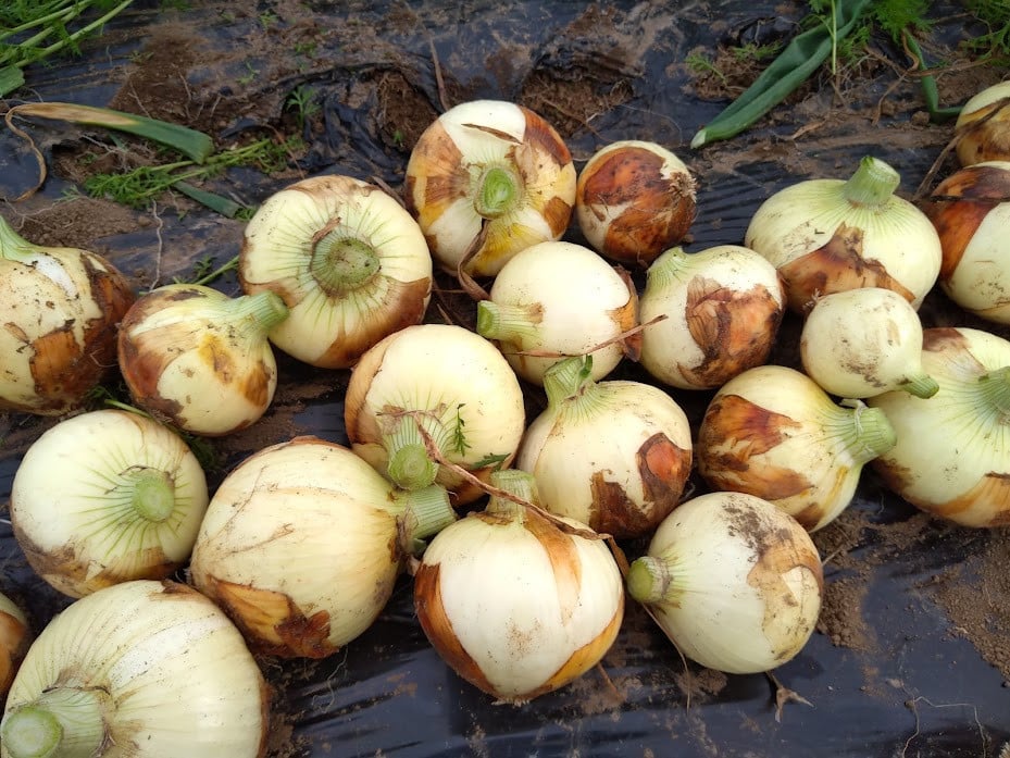 熊本県産 新たまねぎ サイズ混合 約5kg 15玉前後 野菜 タマネギ 玉ねぎ サラダ 【2025年3月上旬‐4月上旬迄発送予定】