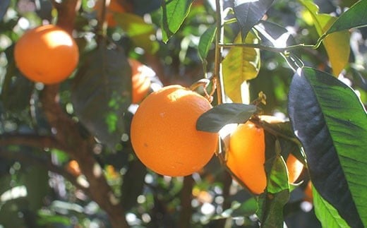 å€çŒããã©ãããªã¬ã³ãž èš³ãã 5kg æç© ãã ãã® ãã«ãŒã ææ©ã2026幎2æäžæ¬-6æäžæ¬çºéã