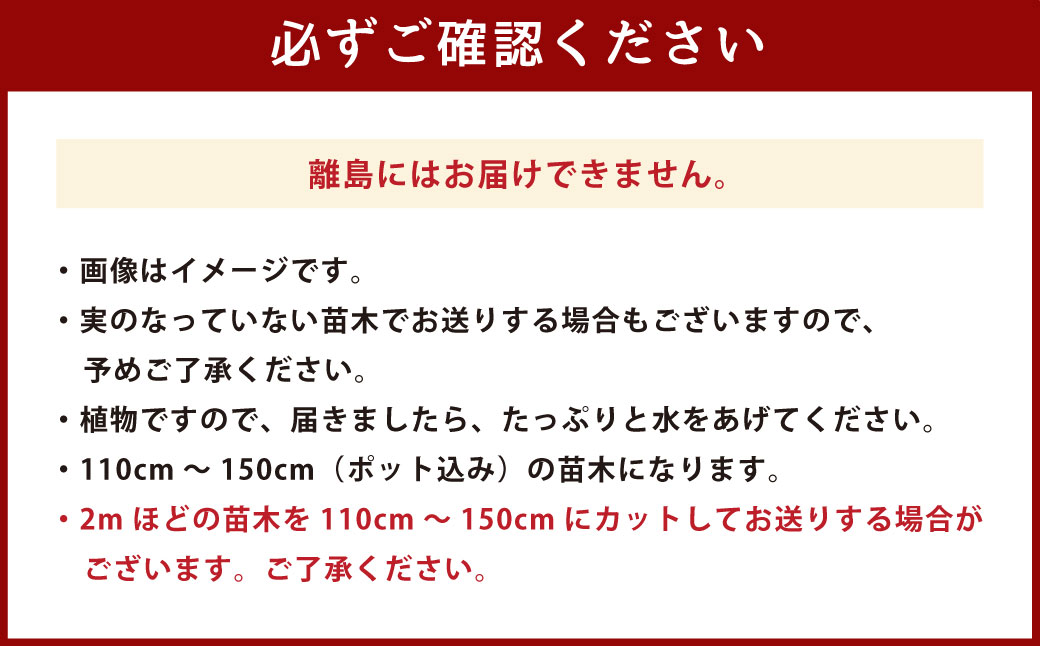 オリーブツリー 1鉢 育成ガイドブック付き 植物 鉢植え
