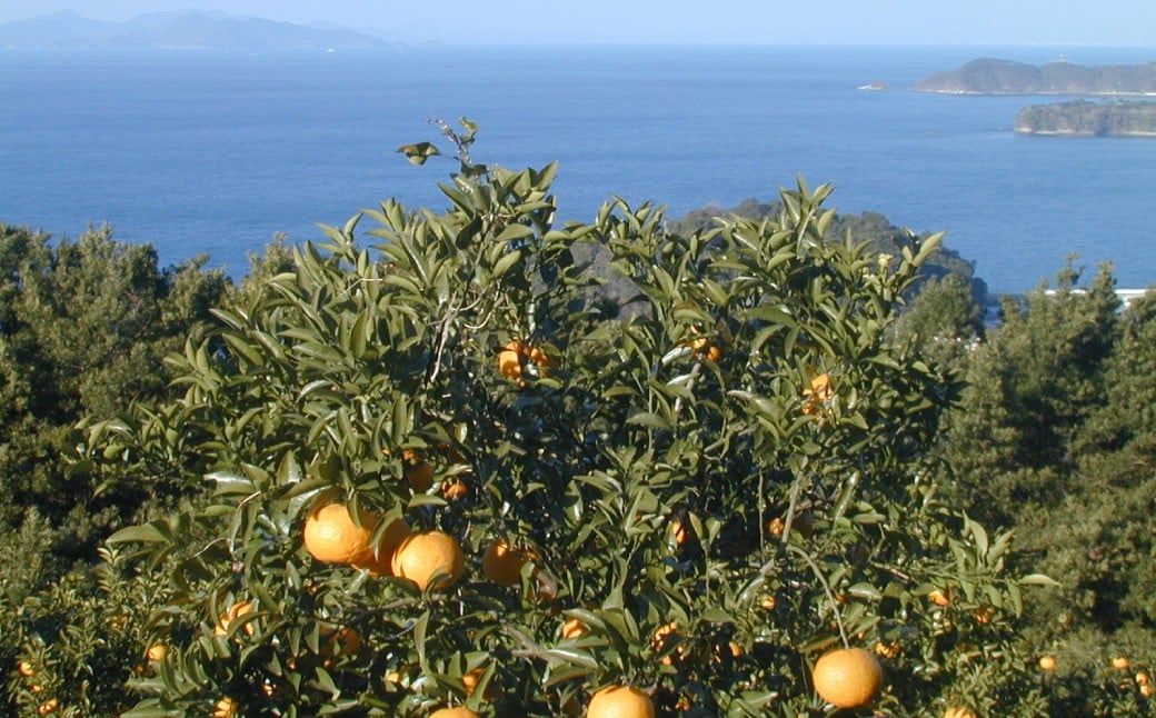 ãé£²ã¿æ¯ã¹ãä¹å·ãŸãããšããŒã 12æ¬(å180ml) ã»ãã 4çš® èš2160ml ææ±100ïŒ
ãžã¥ãŒã¹