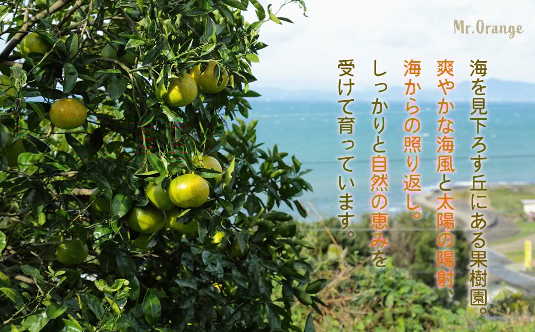 環境マイスターのグレープフルーツ 良品・訳あり混合 4kg （栽培期間中は無肥料・農薬不使用） 【2026年3月下旬〜5月下旬迄順次発送予定】