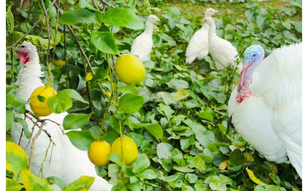 ç°å¢ãã€ã¹ã¿ãŒã®ã¬ã¢ã³ 2kgïŒç¡è¥æïŒæ œå¹æéäžèŸ²è¬ãæžãããŠæ œå¹ïŒã2025幎11æäžæ¬ïœ2026幎4æäžæ¬çºéäºå®ãã¬ã¢ã³ 檞檬 ããã æç© ãã ãã® ãã«ãŒã ãã¿ãã³ é
žå³ ææ± æå® ææ© ã¬ã¢ããŒã ã¬ã¢ã³ãµã¯ãŒ åœç£ çæ¬çç£ æ°Žä¿£åžç£