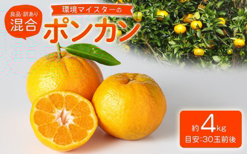 環境マイスターのポンカン 良品・訳あり混合 4kg （栽培期間中は無肥料・農薬不使用） 果物 くだもの フルーツ ぽんかん 柑橘 みかん 【2026年1月下旬〜3月上旬迄順次発送予定】