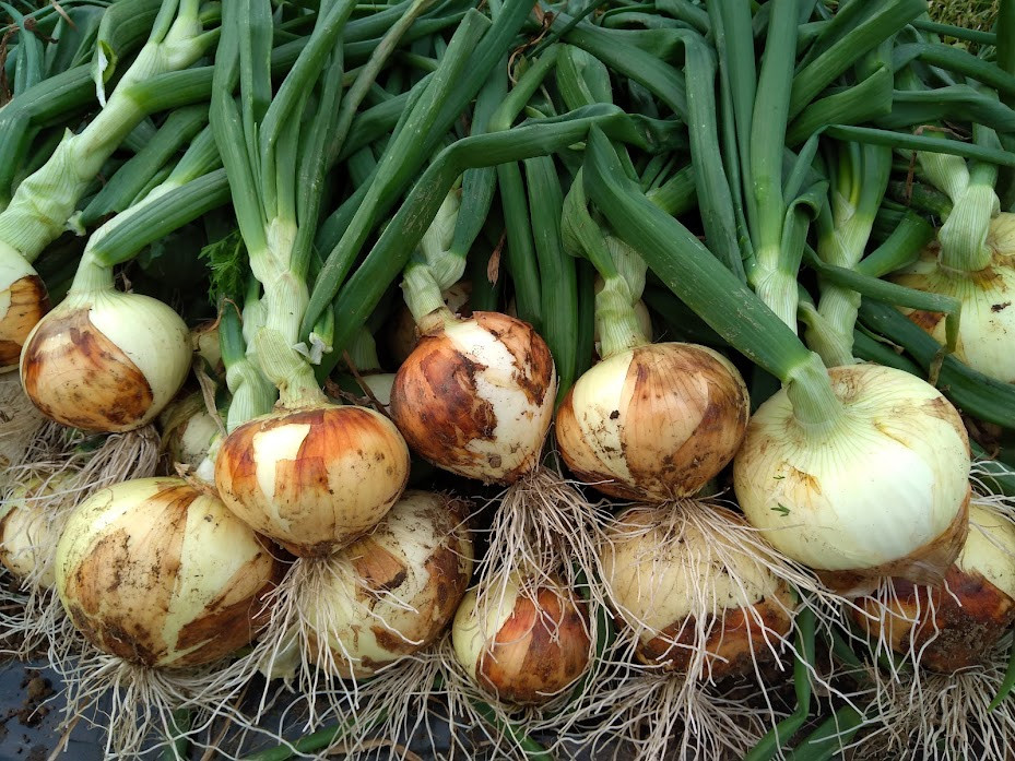 熊本県産 新たまねぎ サイズ混合 約5kg 15玉前後 野菜 タマネギ 玉ねぎ サラダ 【2025年3月上旬‐4月上旬迄発送予定】